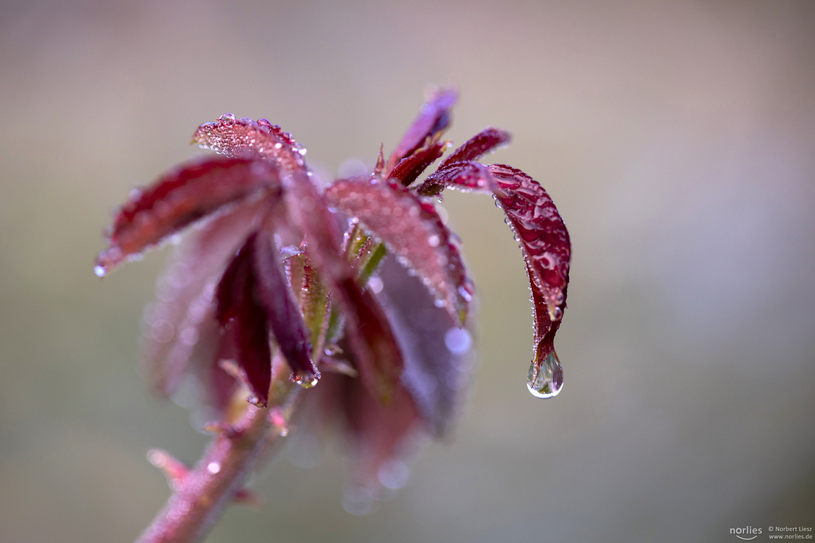 Rosenblätter