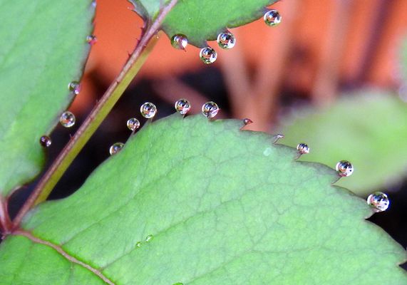 Rosenblätter  HERZTOR