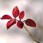 Rosenblätter im Dezember