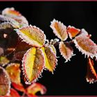 Rosenblätter  im Frost