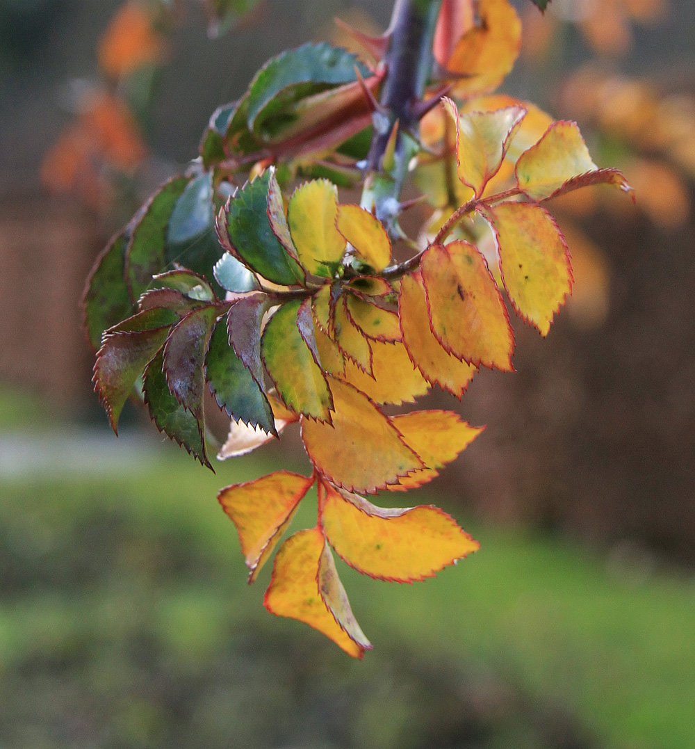 Rosenblätter im Herbst