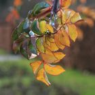 Rosenblätter im Herbst