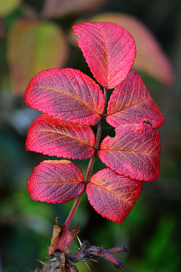 Rosenblätter im Herbst