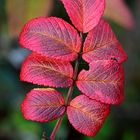 Rosenblätter im Herbst