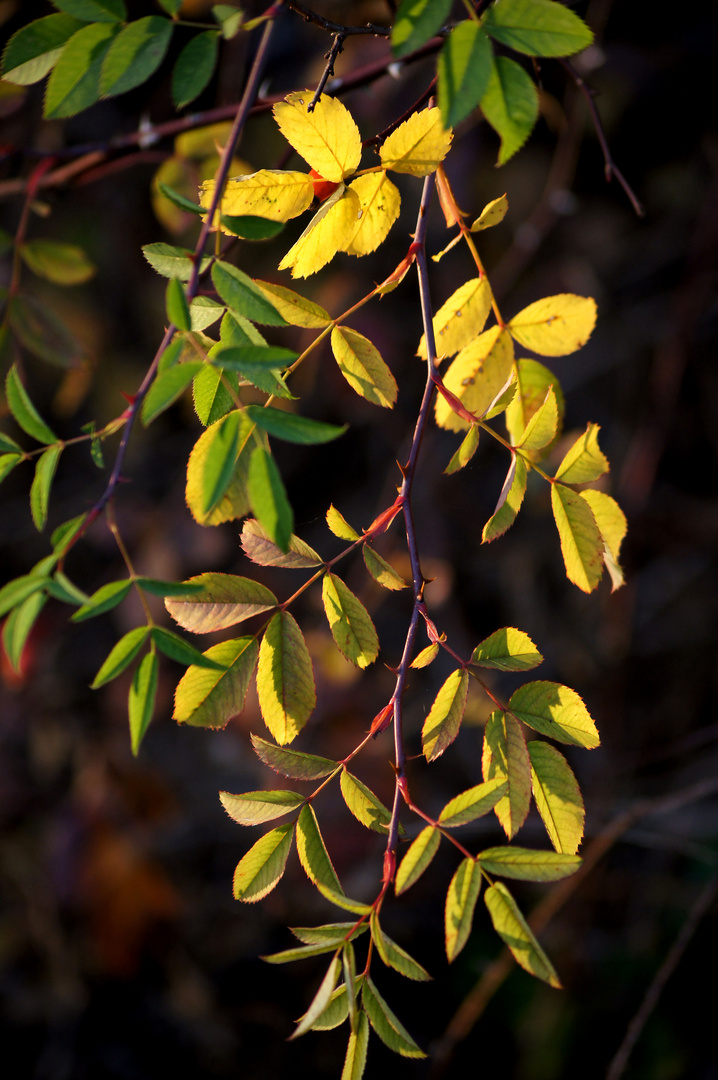 Rosenblätter im Herbst