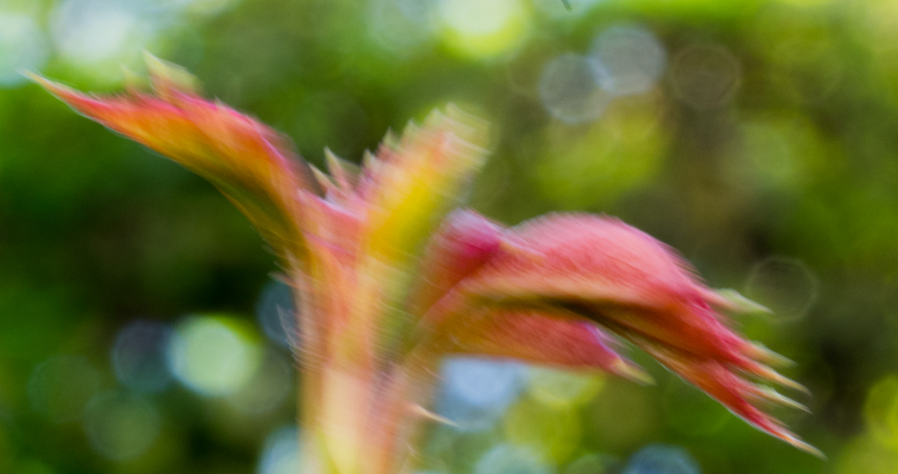 Rosenblätter im Herbstwind