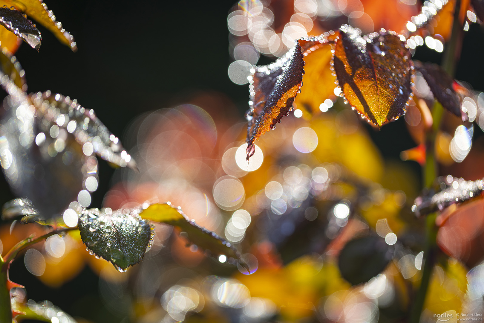 Rosenblätter im Licht