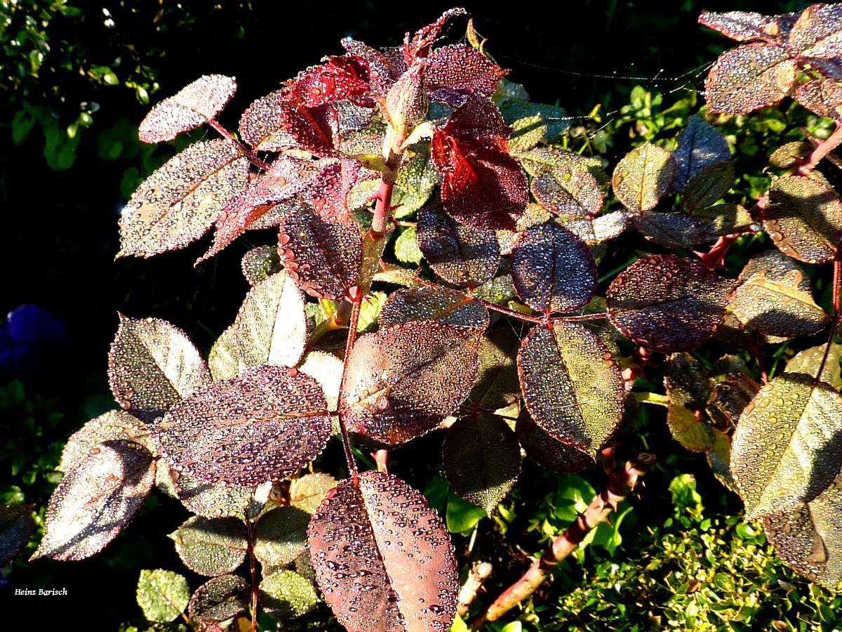 Rosenblätter im Morgentau