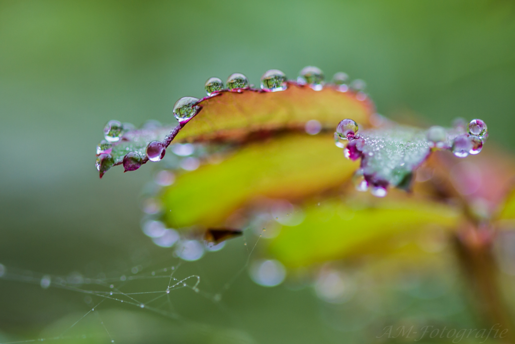 Rosenblätter im Morgentau