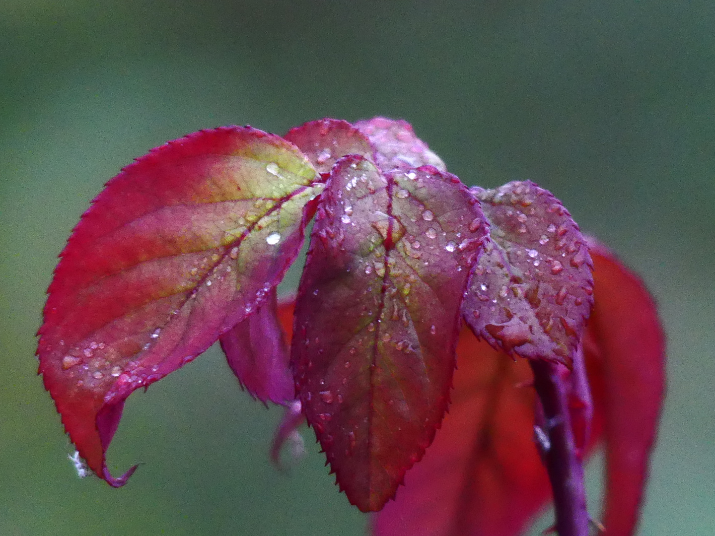 ROSENBLÄTTER im NOVEMBER