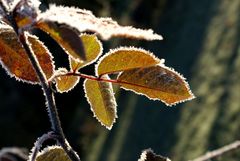 Rosenblätter im Rauhreif