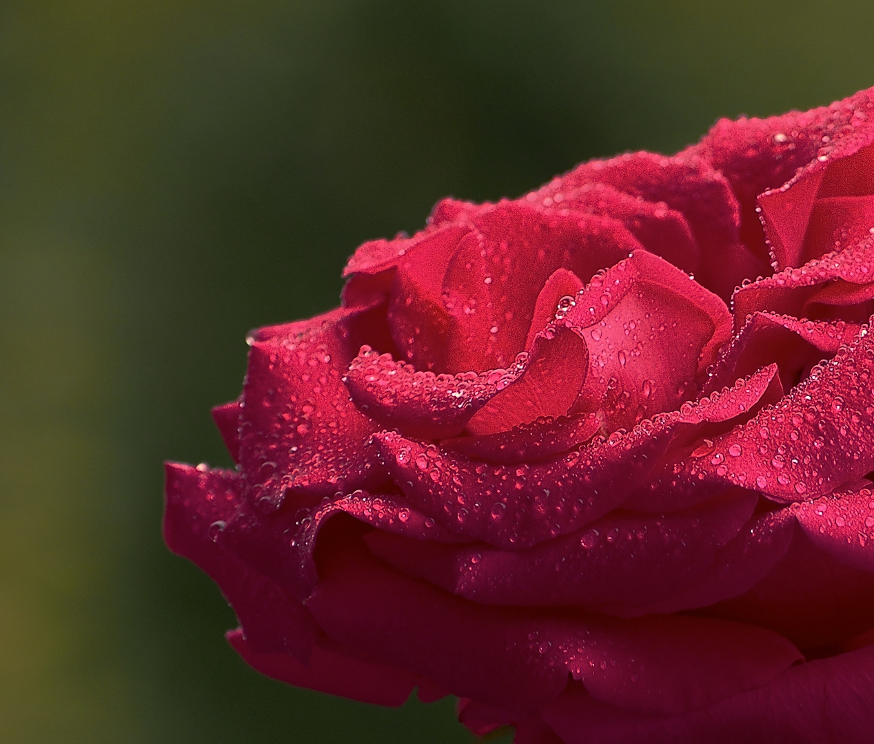 Rosenblätter im Regen