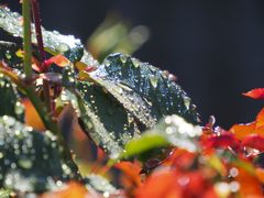 Rosenblätter im Regen