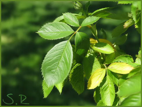 Rosenblätter in der Frühlingssonne