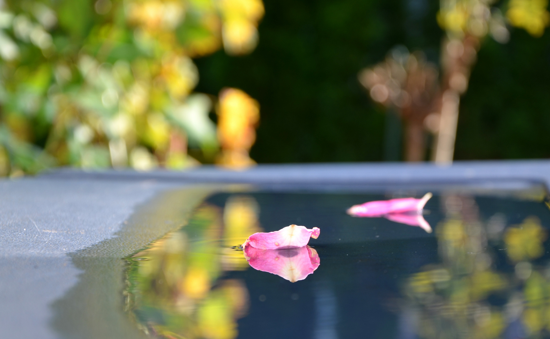 Rosenblätter in einer herbstlichen Wasserpfütze