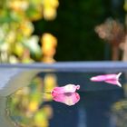 Rosenblätter in einer herbstlichen Wasserpfütze