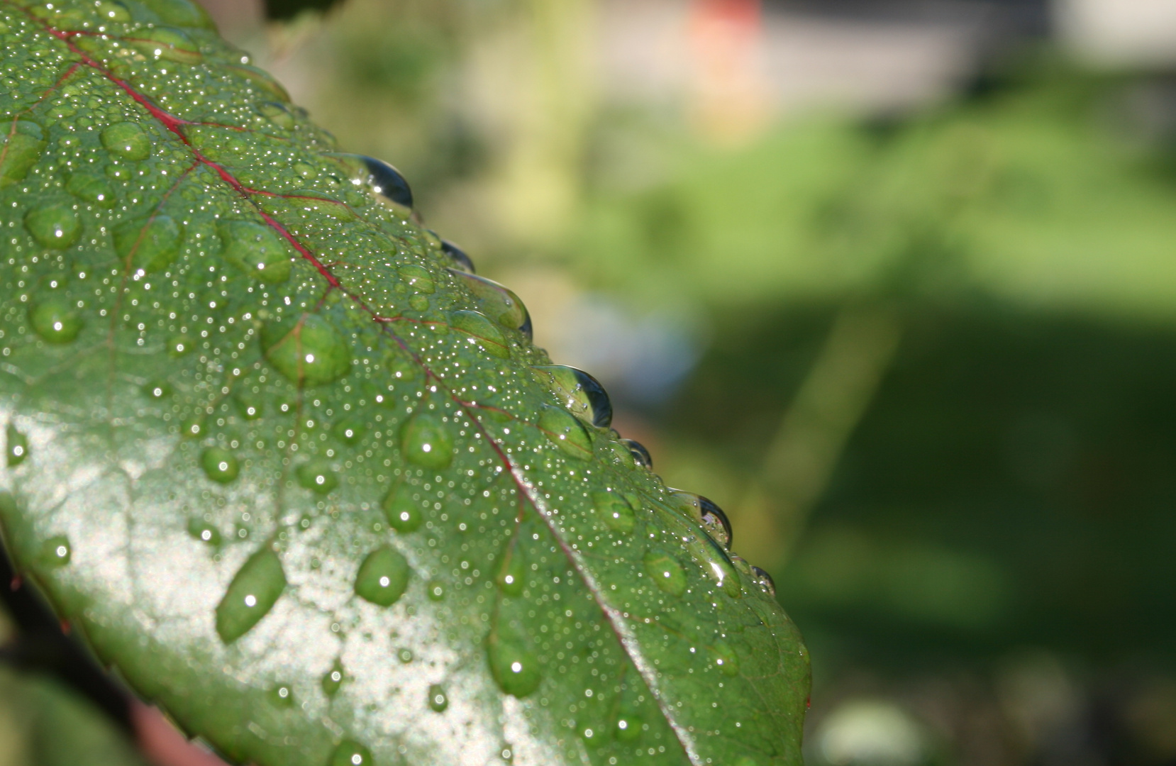 Rosenblätter mit Morgentau