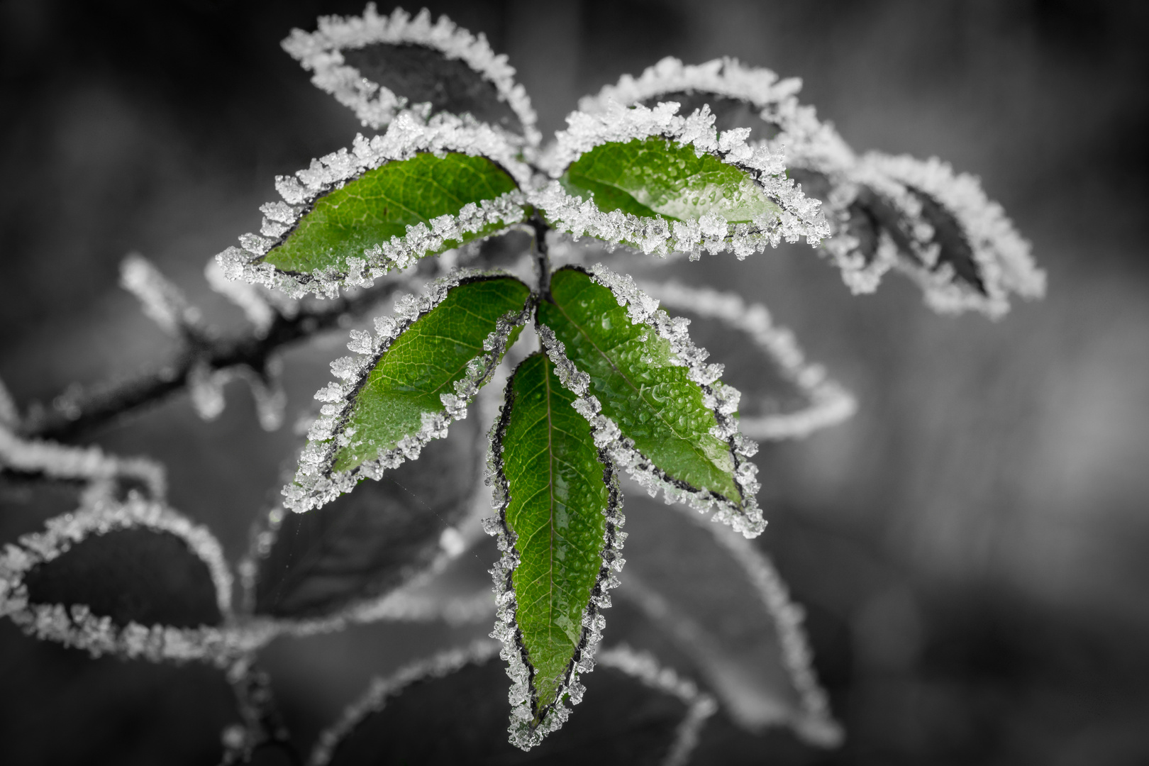 Rosenblätter mit Reif