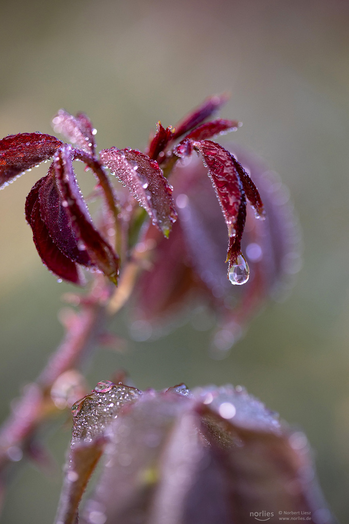 Rosenblätter mit Tropfen