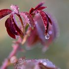 Rosenblätter mit Tropfen