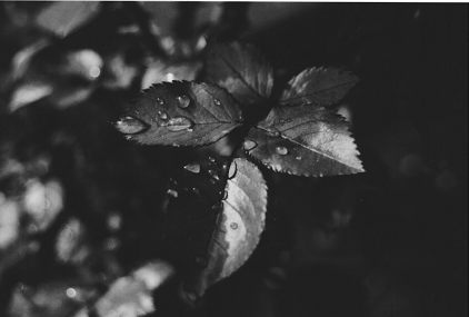 rosenblaetter mit wassertropfen