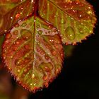 Rosenblätter mit Wassertropfen