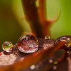 Rosenblätter nach dem Regen