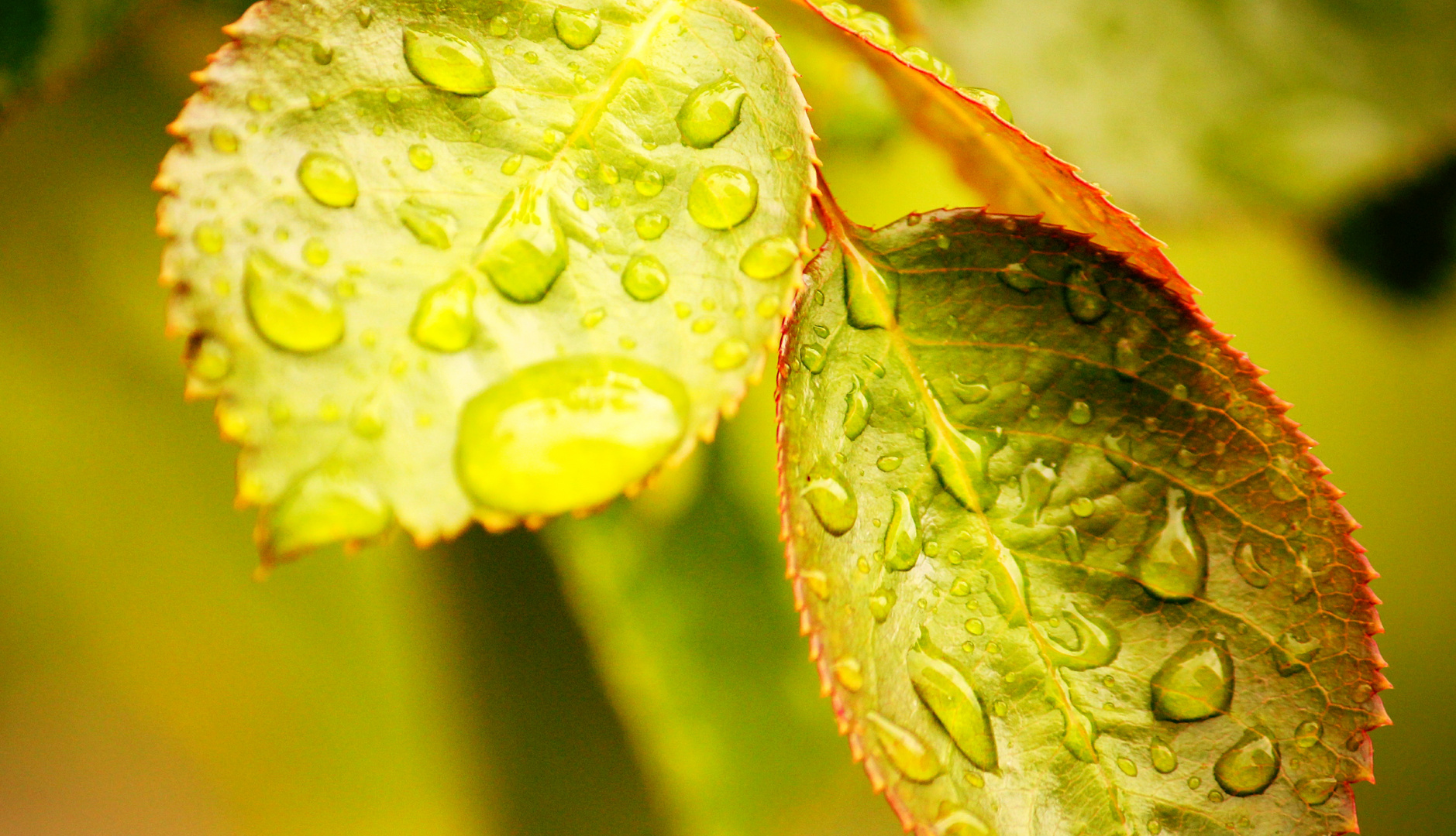 Rosenblätter nach dem Regen