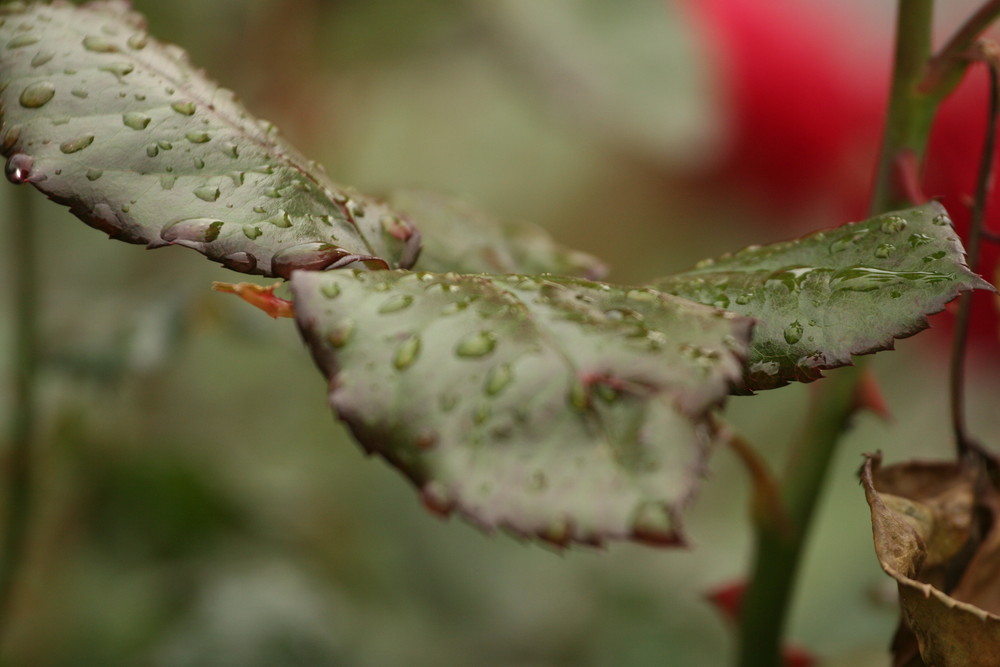 Rosenblätter nach Regen