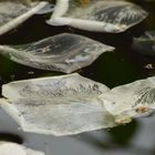 Rosenblätter - Vergänglichkeit im Wasser