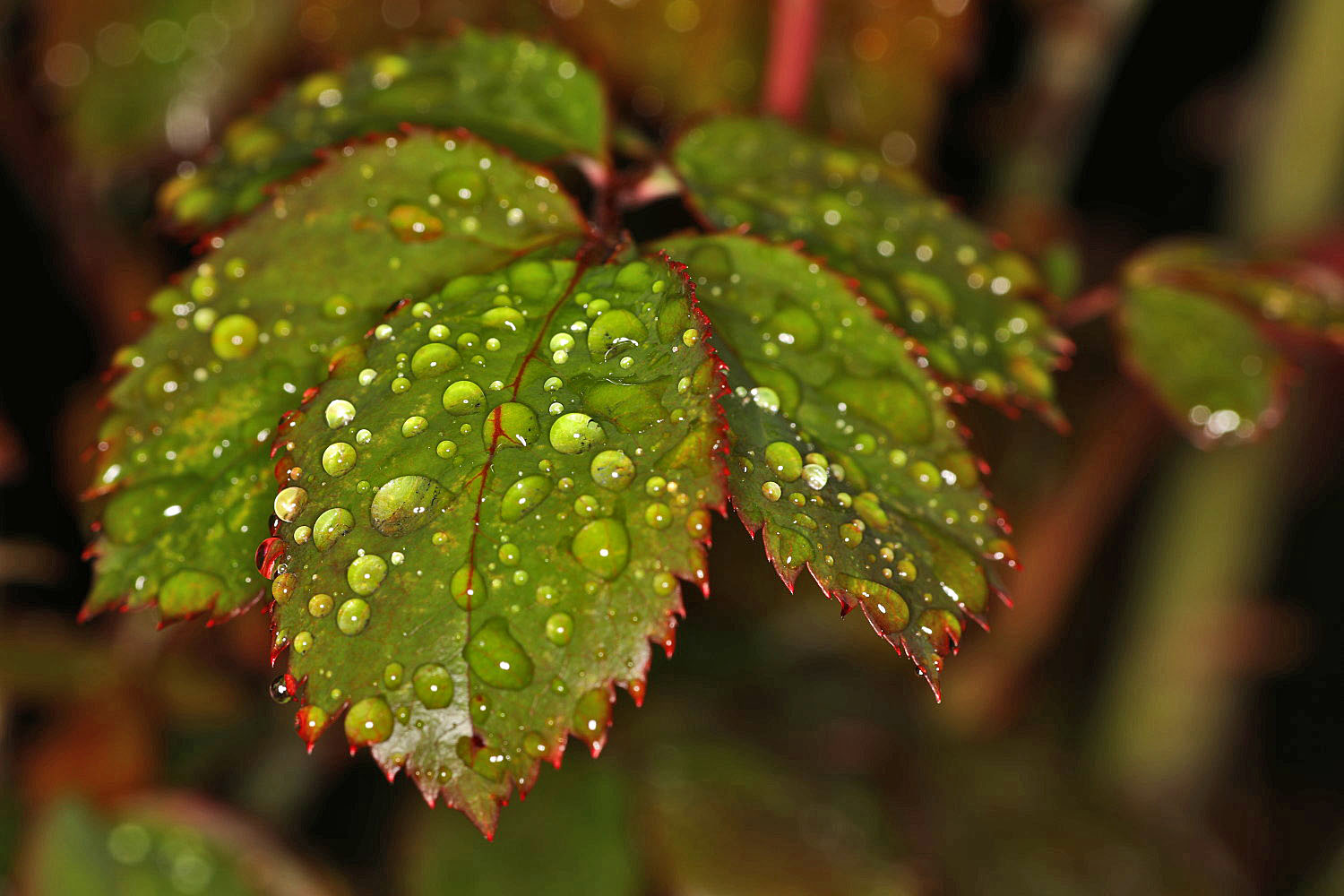 Rosenblätter wassertropfen