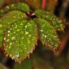 Rosenblätter wassertropfen