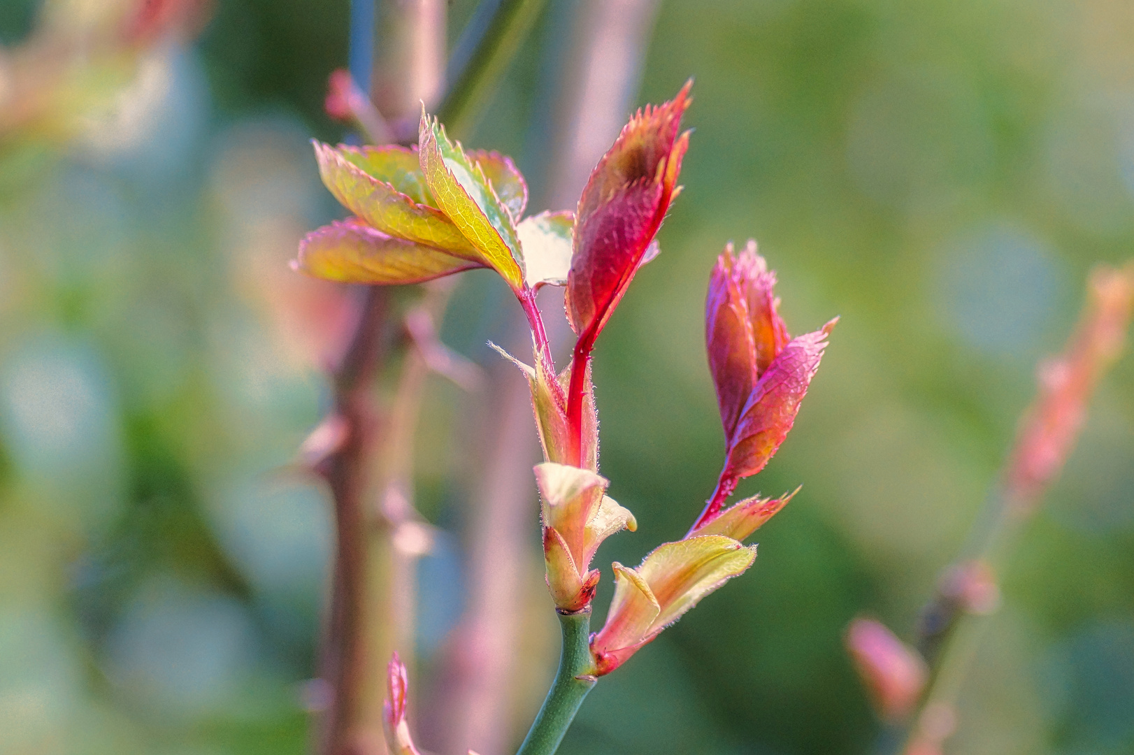 Rosenblätteraustrieb 