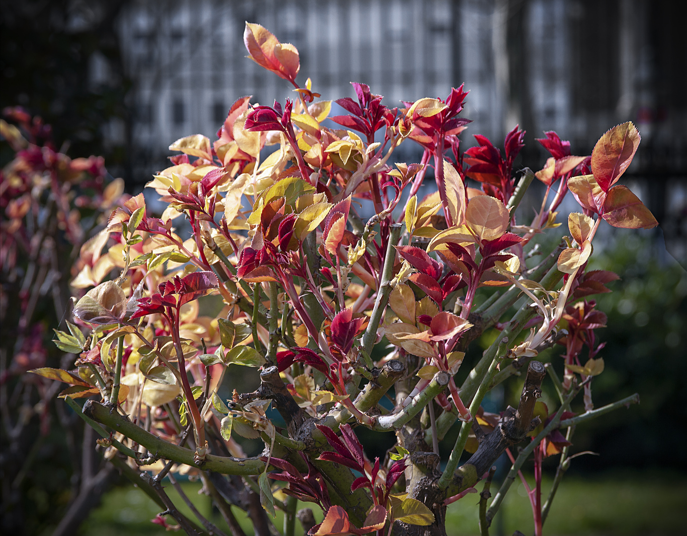 rosenblättererwachen