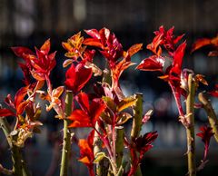 rosenblätterglut...