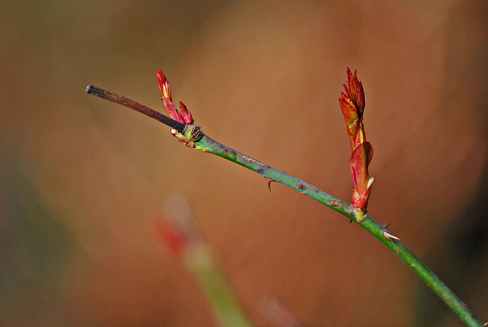 Rosenblätterknospen...