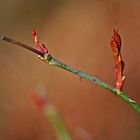 Rosenblätterknospen...