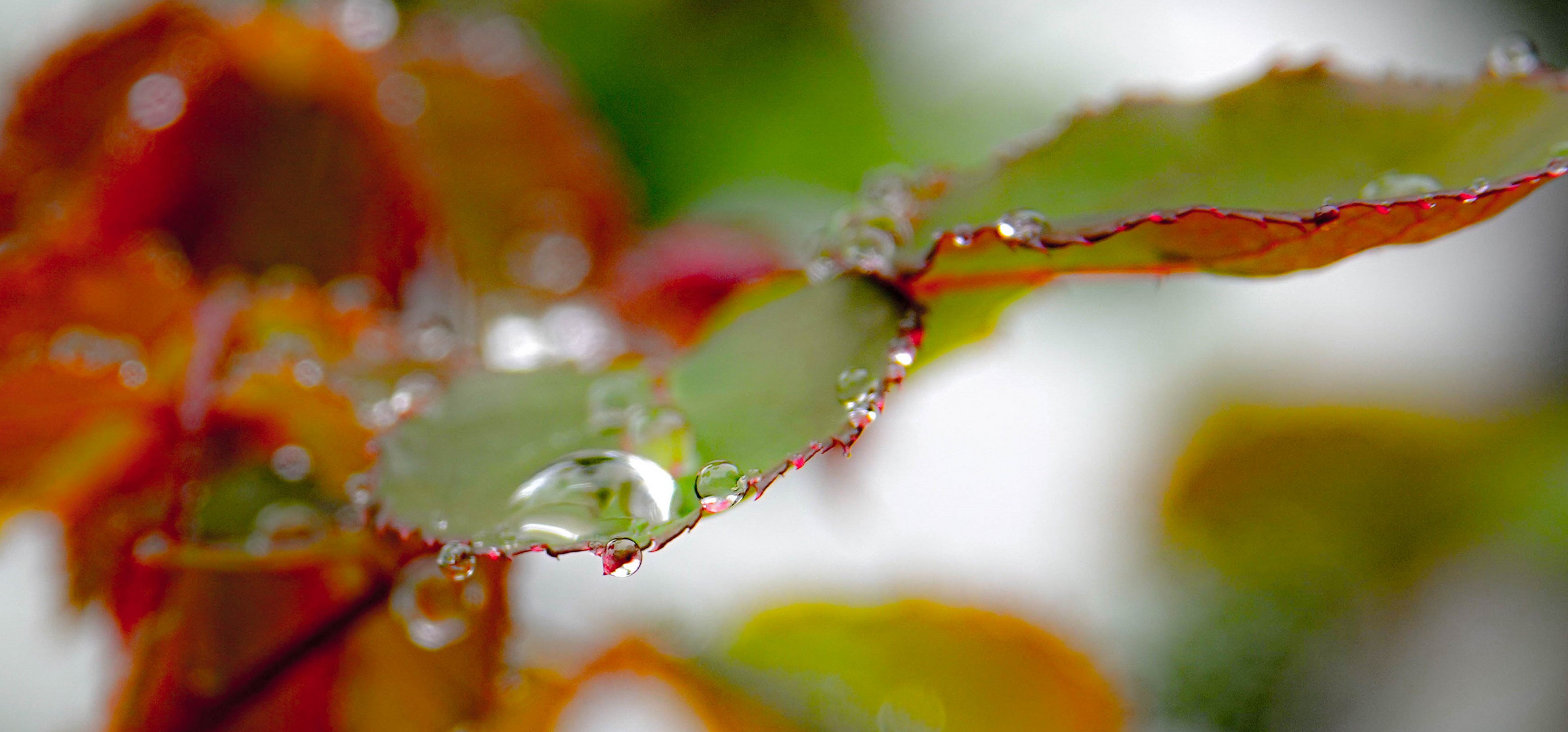 Rosenblatt im Regen