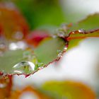 Rosenblatt im Regen