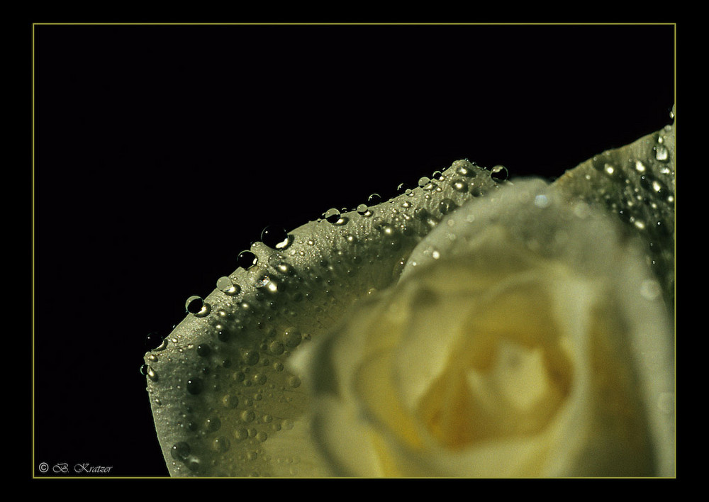 Rosenblatt im Regen