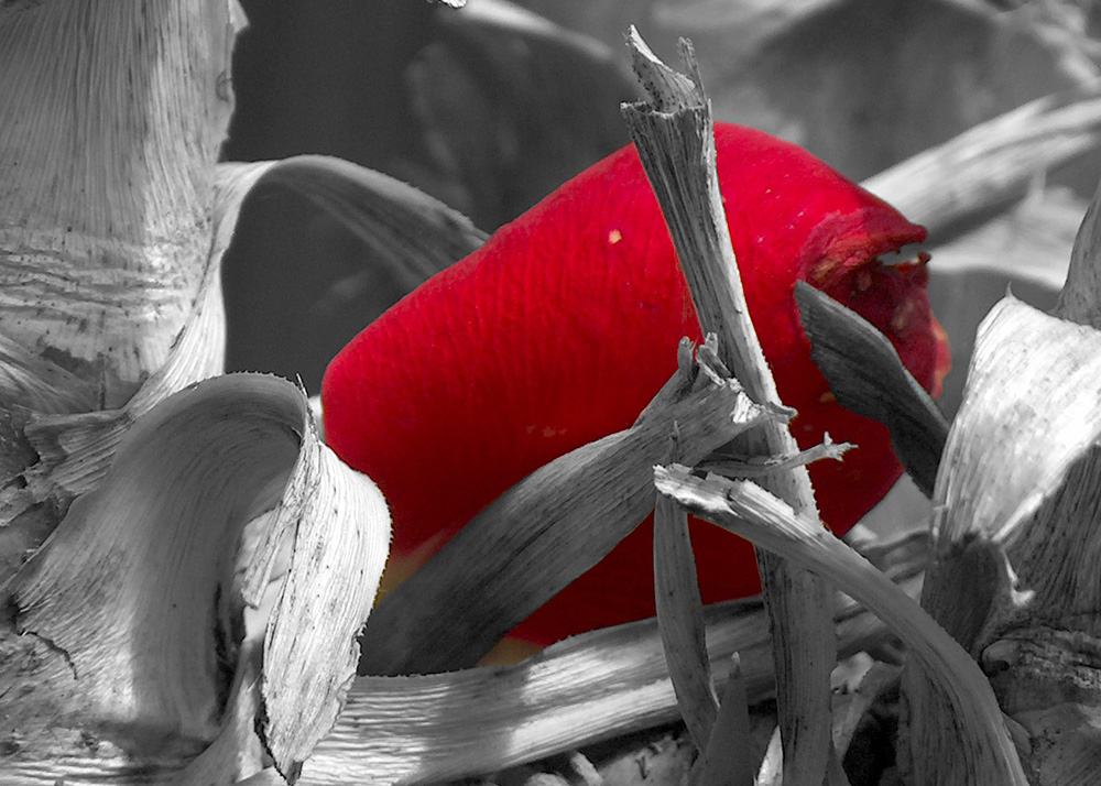 Rosenblatt in Yucca