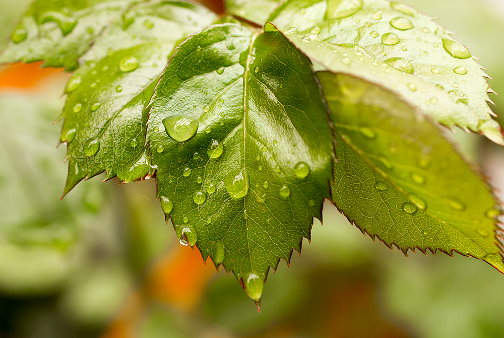 Rosenblatt mit Regen- Tropfen