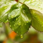 Rosenblatt mit Regen- Tropfen