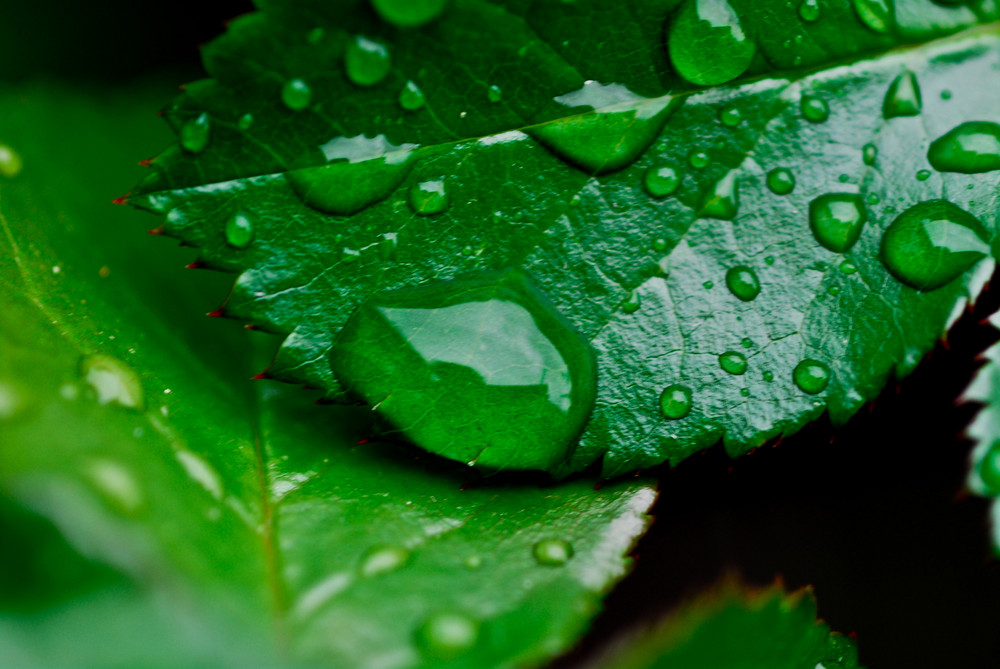 Rosenblatt mit Wassertropfen