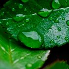 Rosenblatt mit Wassertropfen