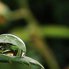 Rosenblatt nach dem Regen