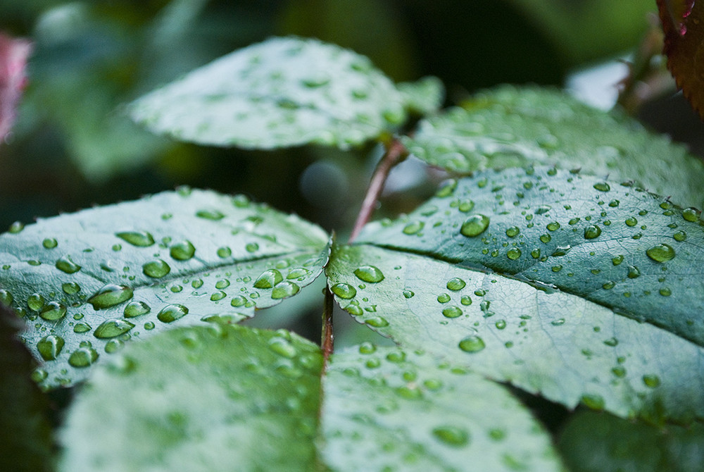 Rosenblatt nach dem Regen