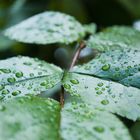 Rosenblatt nach dem Regen