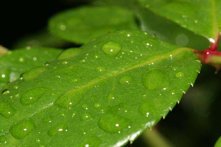 Rosenblatt nach Regen