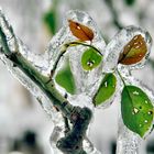 Rosenblatt tiefgefroren